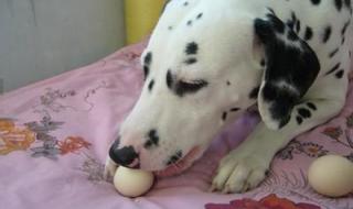 狗狗为什么只能吃蛋黄不能吃鸡蛋